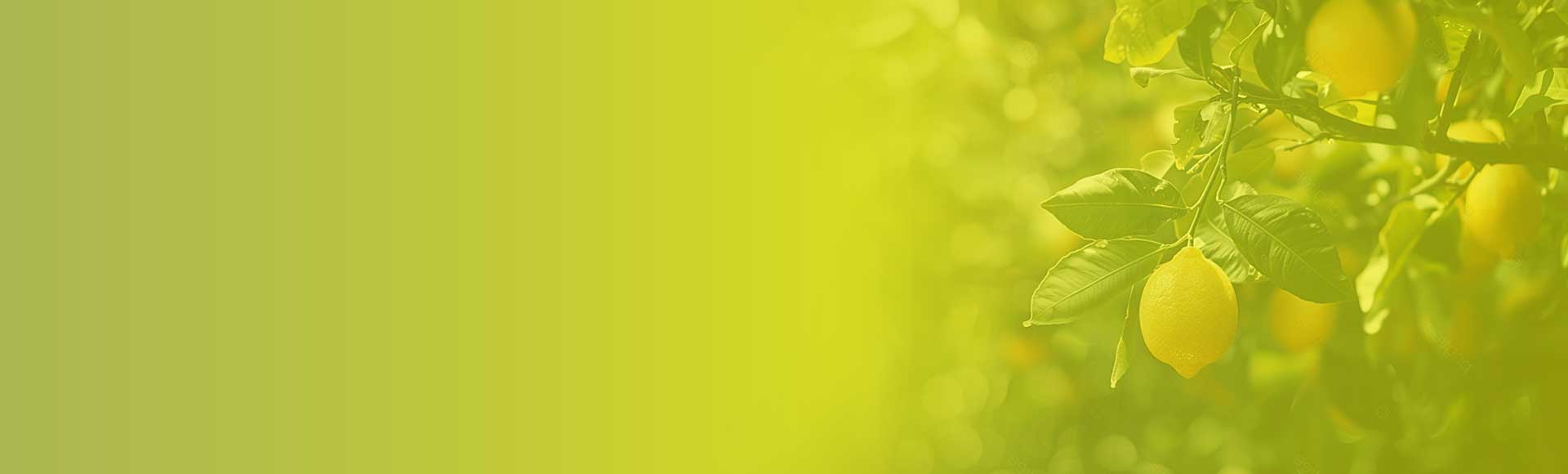 banner0